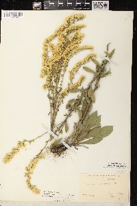 Solidago nemoralis subsp. nemoralis image