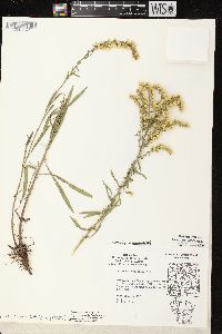 Solidago nemoralis subsp. nemoralis image