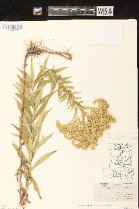 Solidago canadensis var. hargeri image