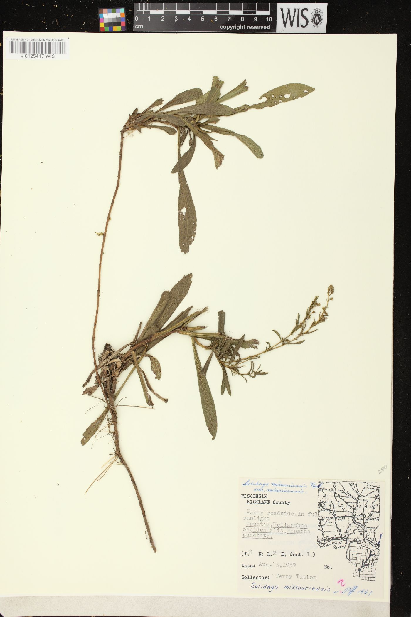 Solidago missouriensis var. missouriensis image