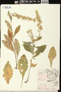 Solidago hispida image