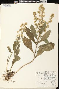 Solidago hispida image