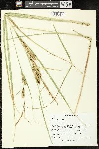 Carex rostrata image