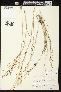 Juncus alpinoarticulatus image