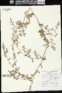 Polygonum aviculare subsp. aviculare image