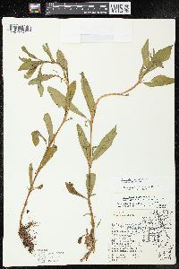 Epilobium ciliatum subsp. ciliatum image