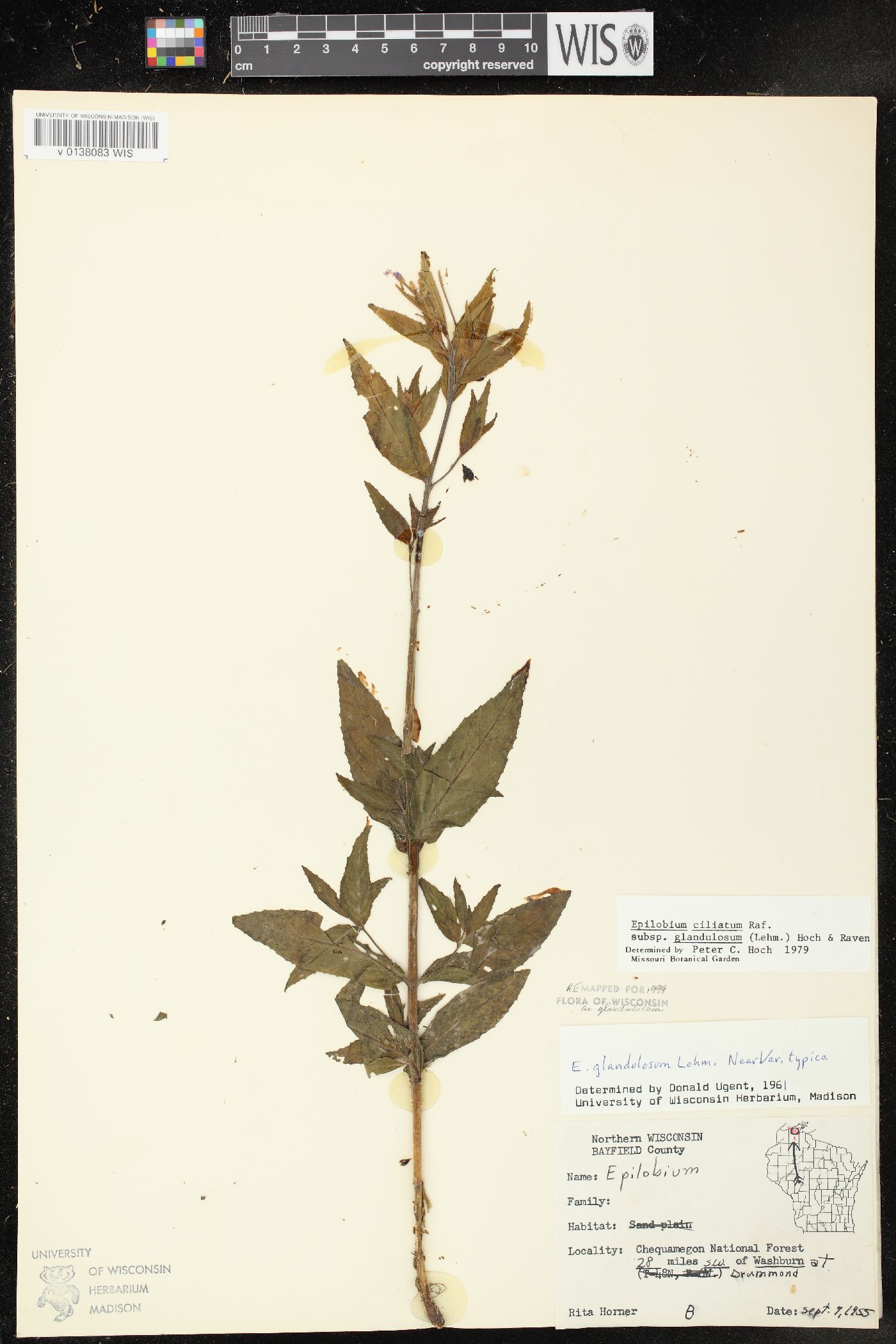 Epilobium ciliatum subsp. glandulosum image