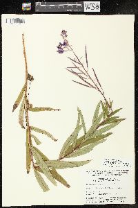 Chamaenerion angustifolium subsp. circumvagum image