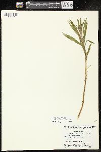 Chamaenerion angustifolium subsp. circumvagum image