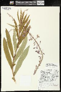 Chamaenerion angustifolium subsp. circumvagum image