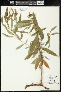 Chamaenerion angustifolium subsp. circumvagum image