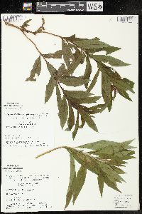 Chamaenerion angustifolium subsp. circumvagum image