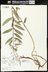 Chamaenerion angustifolium subsp. circumvagum image