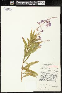 Chamaenerion angustifolium subsp. circumvagum image