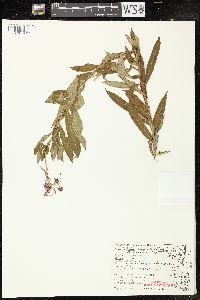 Chamaenerion angustifolium subsp. circumvagum image