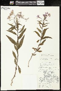 Chamaenerion angustifolium subsp. circumvagum image