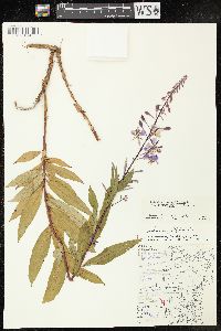 Chamaenerion angustifolium subsp. circumvagum image