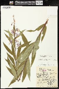 Chamaenerion angustifolium subsp. circumvagum image