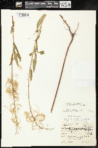 Chamaenerion angustifolium subsp. circumvagum image