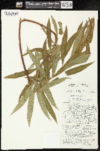 Chamaenerion angustifolium subsp. circumvagum image