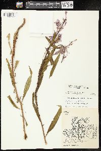 Chamaenerion angustifolium subsp. circumvagum image