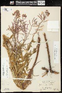 Chamaenerion angustifolium subsp. circumvagum image