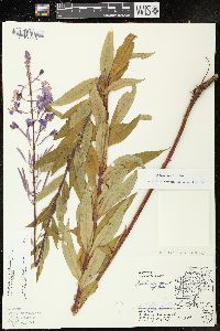 Chamaenerion angustifolium subsp. circumvagum image