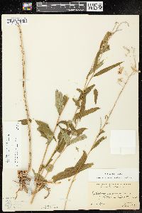 Chamaenerion angustifolium subsp. circumvagum image