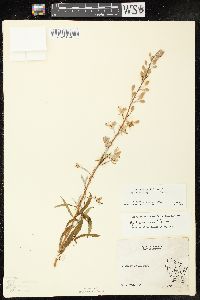 Chamaenerion angustifolium subsp. circumvagum image