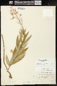 Chamaenerion angustifolium subsp. circumvagum image