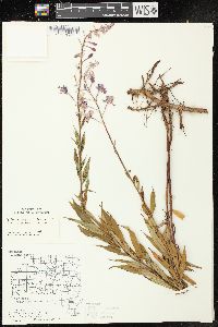 Chamaenerion angustifolium subsp. circumvagum image