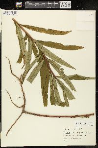 Chamaenerion angustifolium subsp. circumvagum image