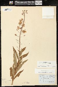 Chamaenerion angustifolium subsp. circumvagum image