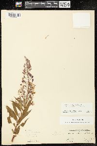 Chamaenerion angustifolium subsp. circumvagum image