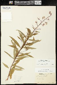 Chamaenerion angustifolium subsp. circumvagum image