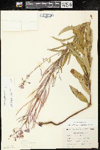 Chamaenerion angustifolium subsp. circumvagum image