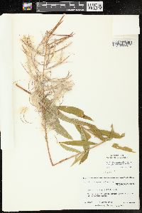 Chamaenerion angustifolium subsp. circumvagum image