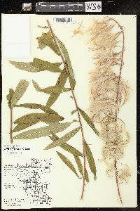 Chamaenerion angustifolium subsp. circumvagum image