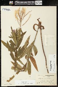 Chamaenerion angustifolium subsp. circumvagum image