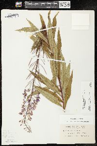 Chamaenerion angustifolium subsp. circumvagum image