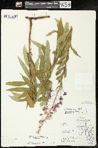 Chamaenerion angustifolium subsp. circumvagum image