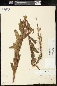 Chamaenerion angustifolium subsp. circumvagum image