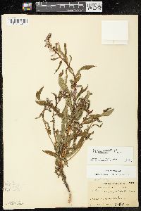 Chamaenerion angustifolium subsp. circumvagum image