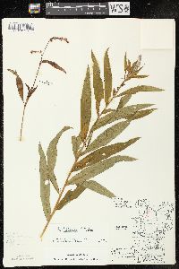 Chamaenerion angustifolium subsp. circumvagum image