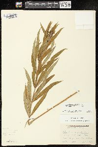 Chamaenerion angustifolium subsp. circumvagum image