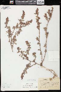 Polygonum aviculare var. buxiforme image