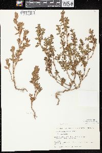 Polygonum achoreum image