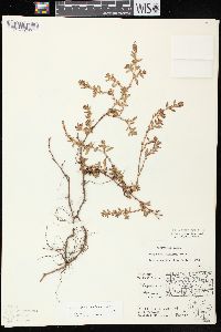 Polygonum arenastrum image