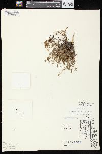 Polygonum arenastrum image