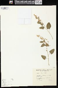 Polygonum baldschuanicum image